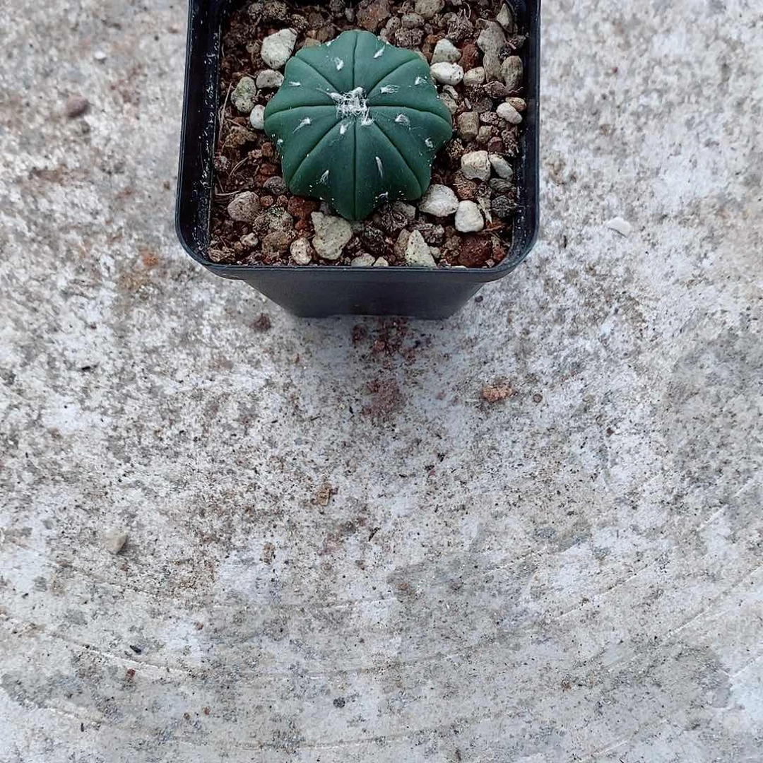 实生小海星兜一物一拍