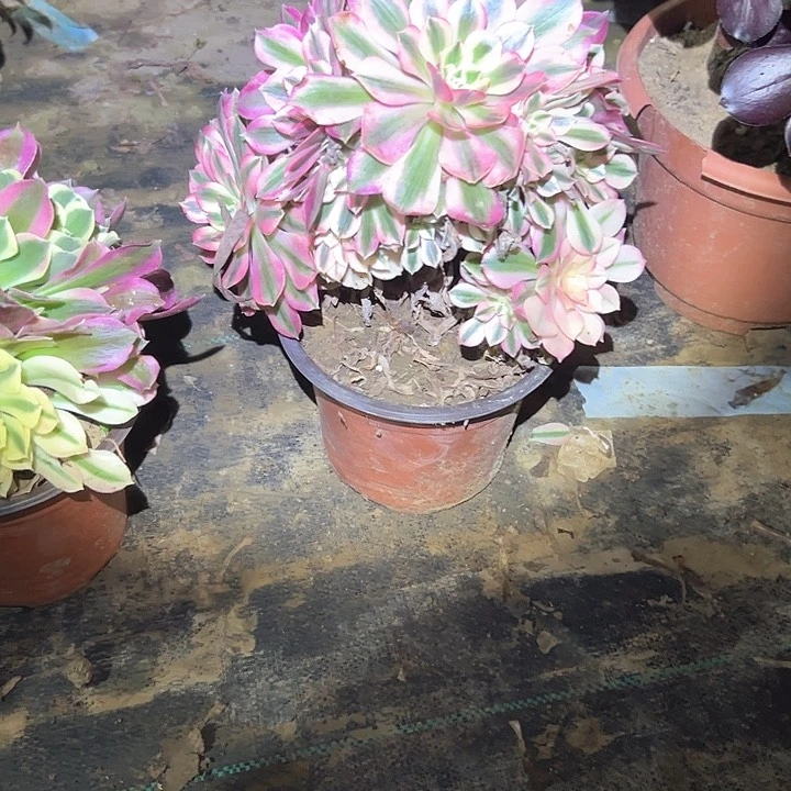 多肉法师植物链接103