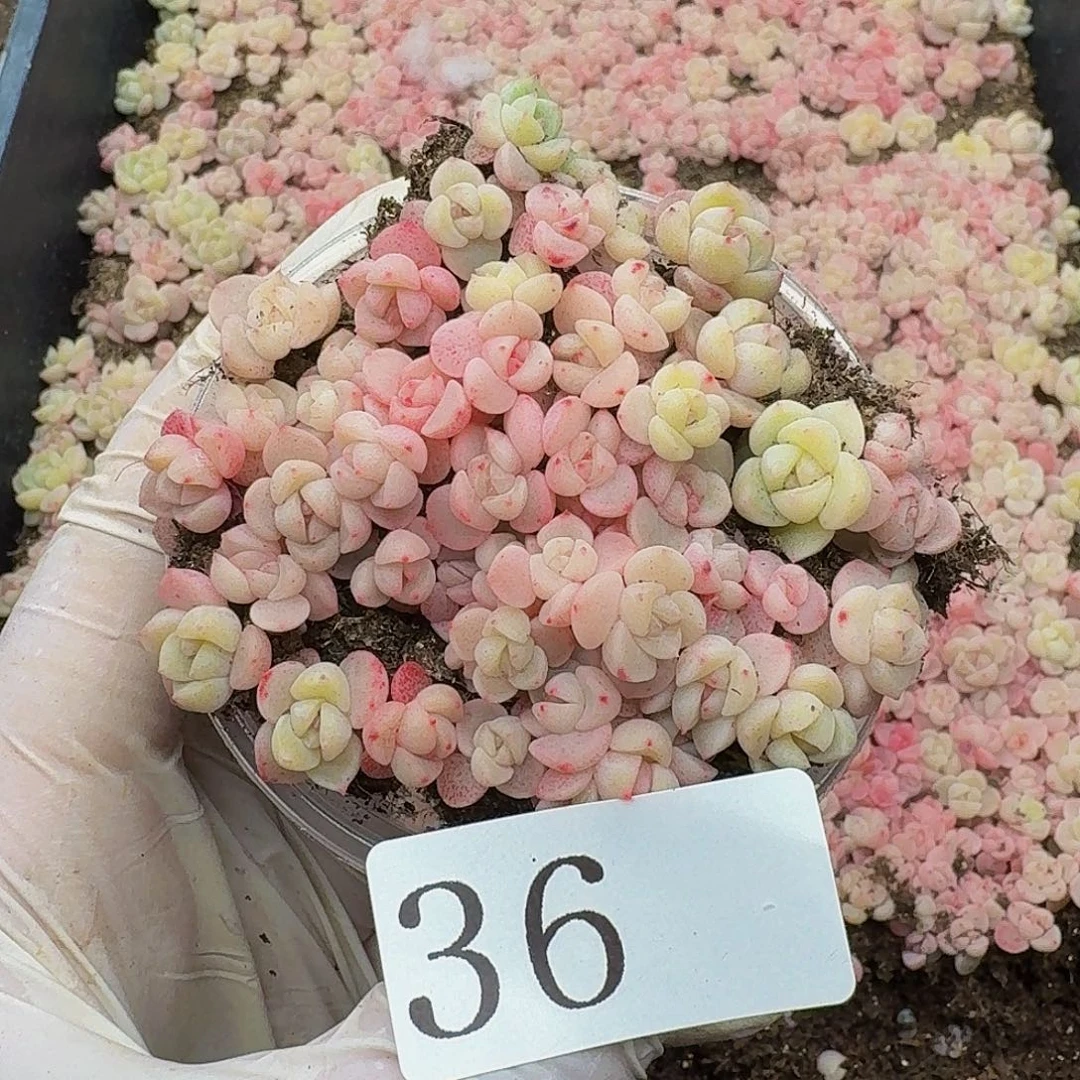 多肉植物多肉植物36