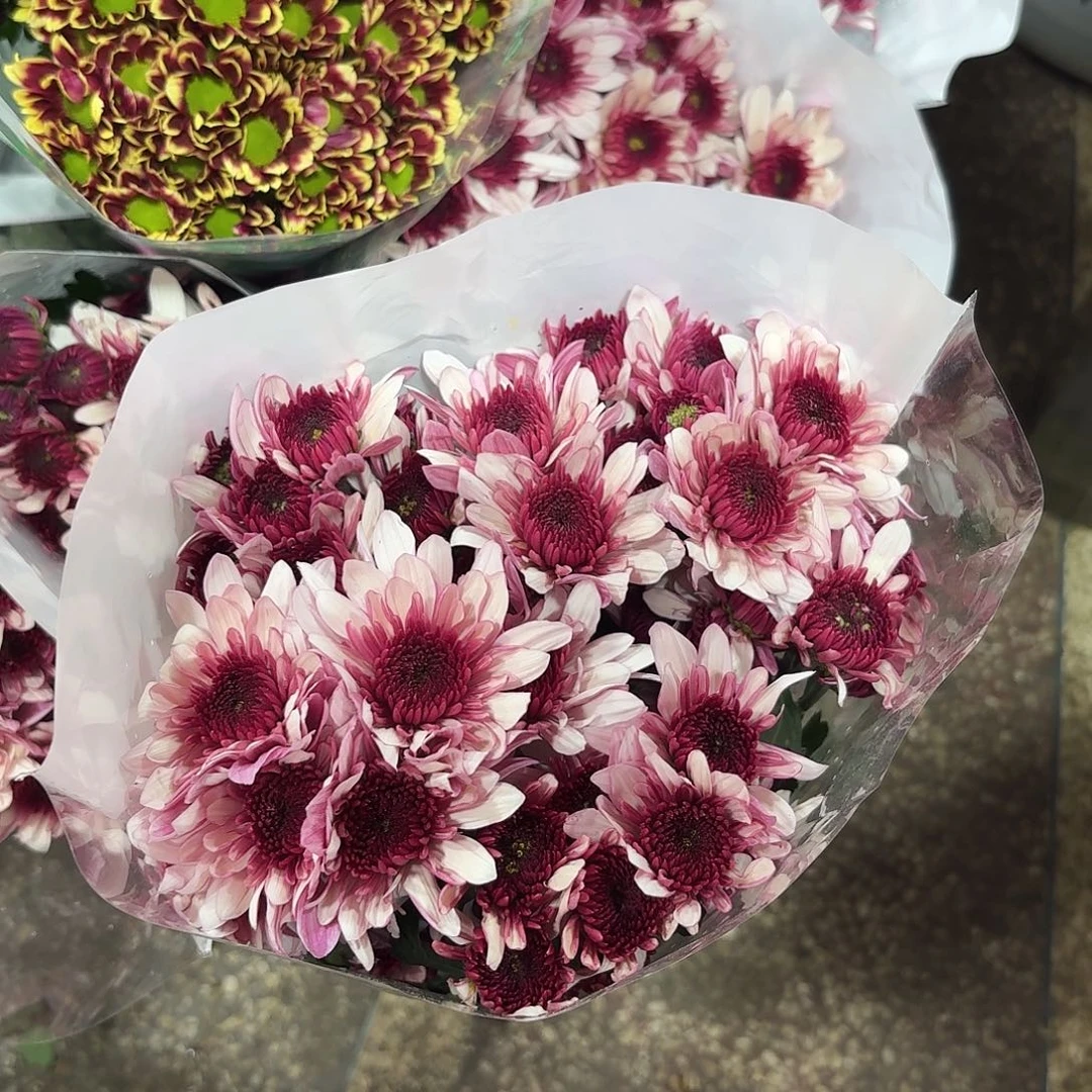 基地 大朵波多利粉小菊10支