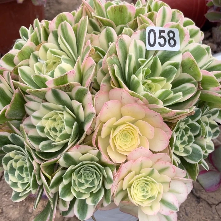晓*058多肉植物迈巴赫