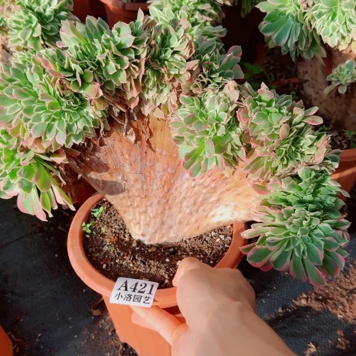 421号白凤缀化法师植物