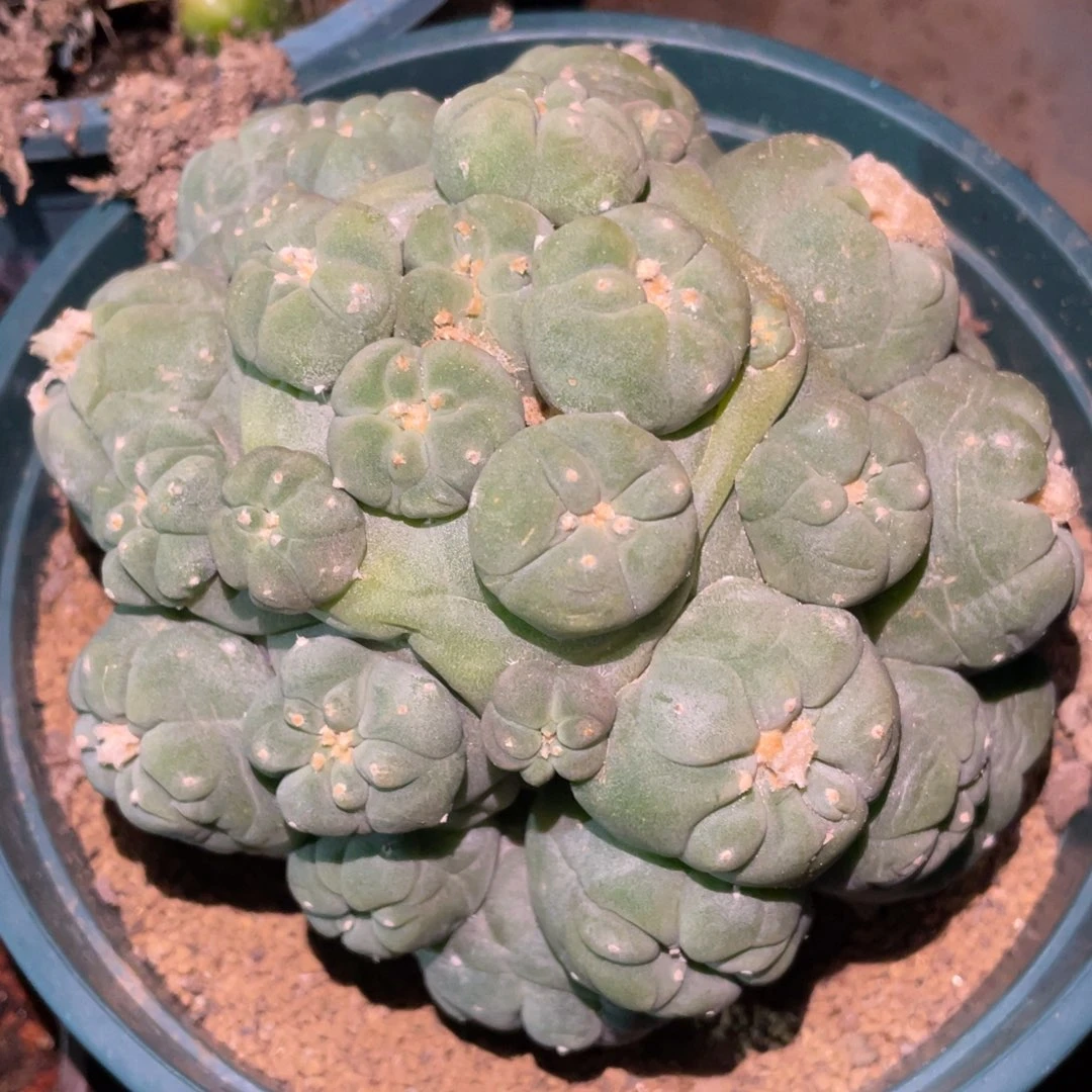 全部花朵自根犹银大群体 仙人球