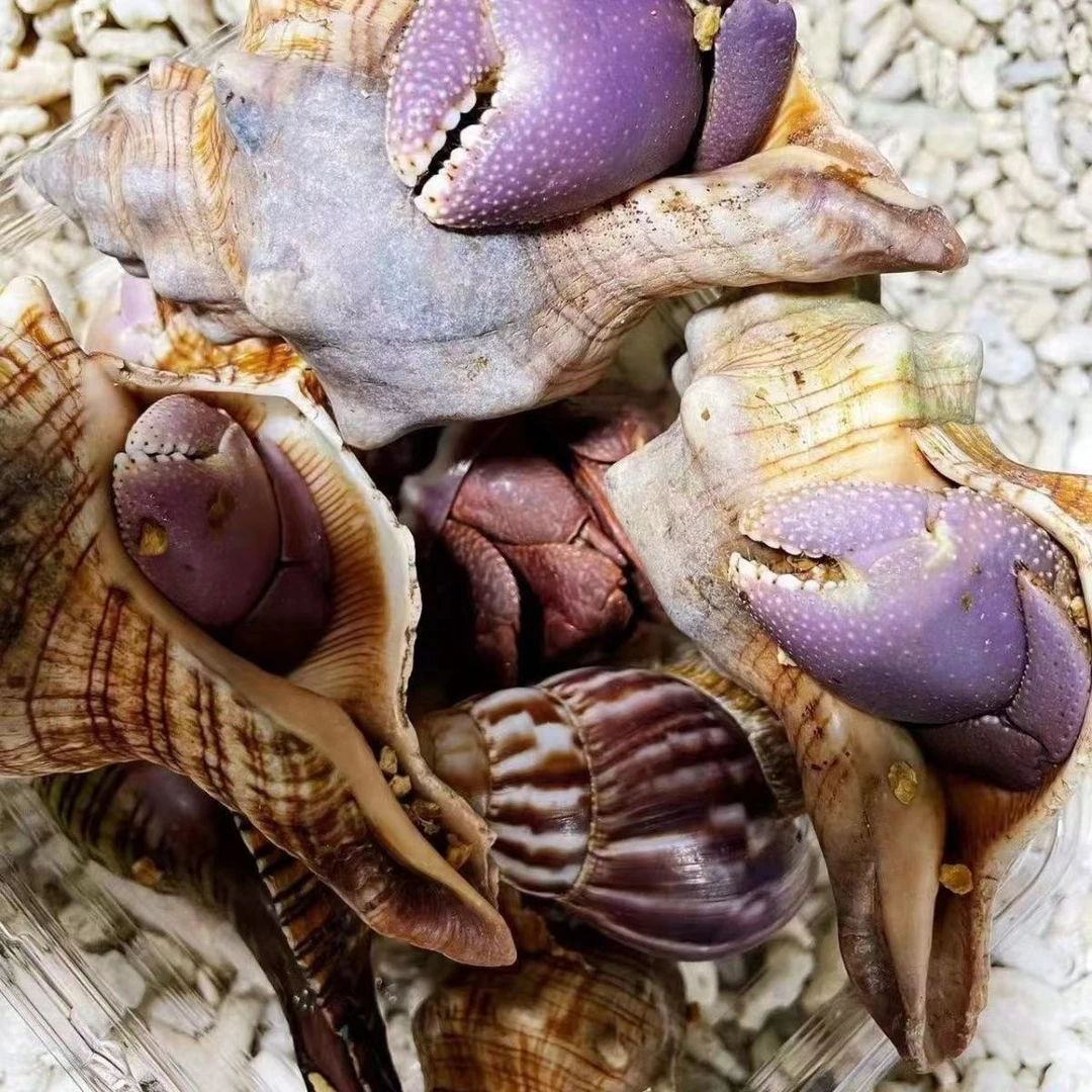 宠小帅迷你寄居蟹懒人好养活体陆生宠物蟹桌面生态装饰豆丁观赏蟹