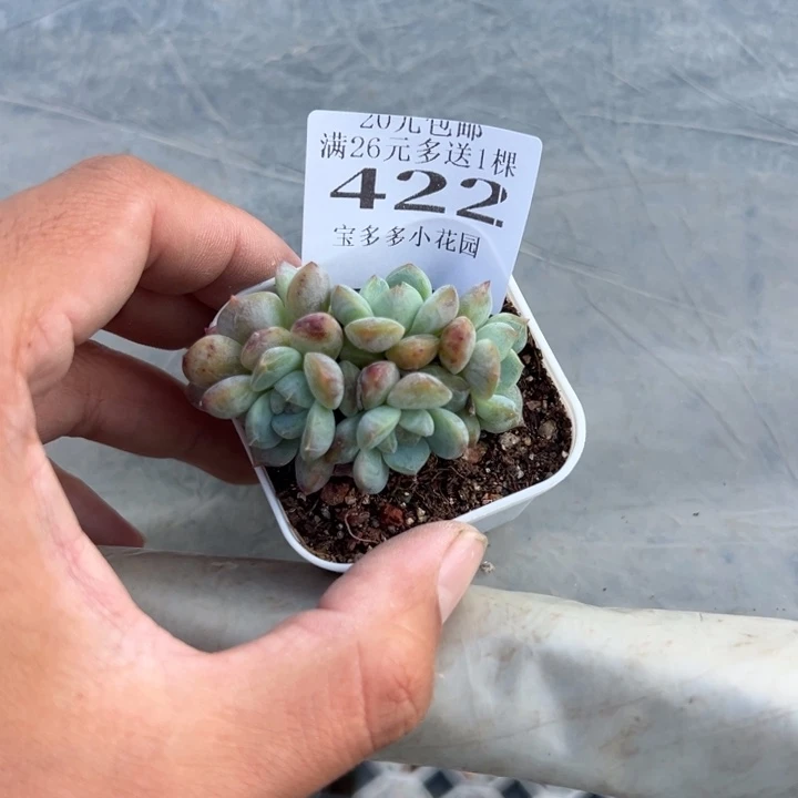 筠***溪422号量拍多肉满20元包邮满26送一颗下午发