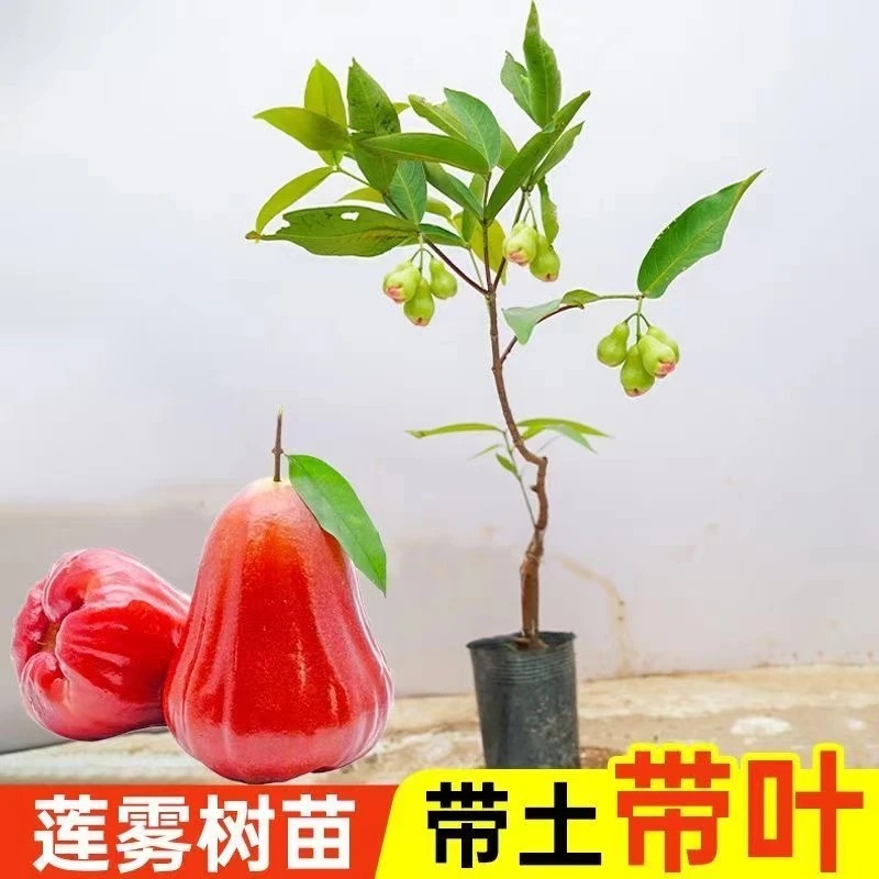 莲雾树嫁接苗黑金刚大叶红莲雾苗盆栽地栽四季可种当年带叶