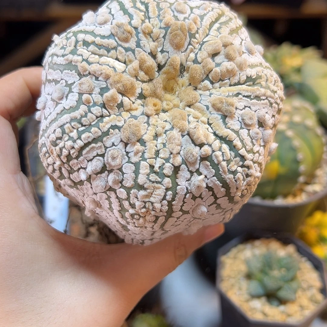 40号海星超兜8.8公分