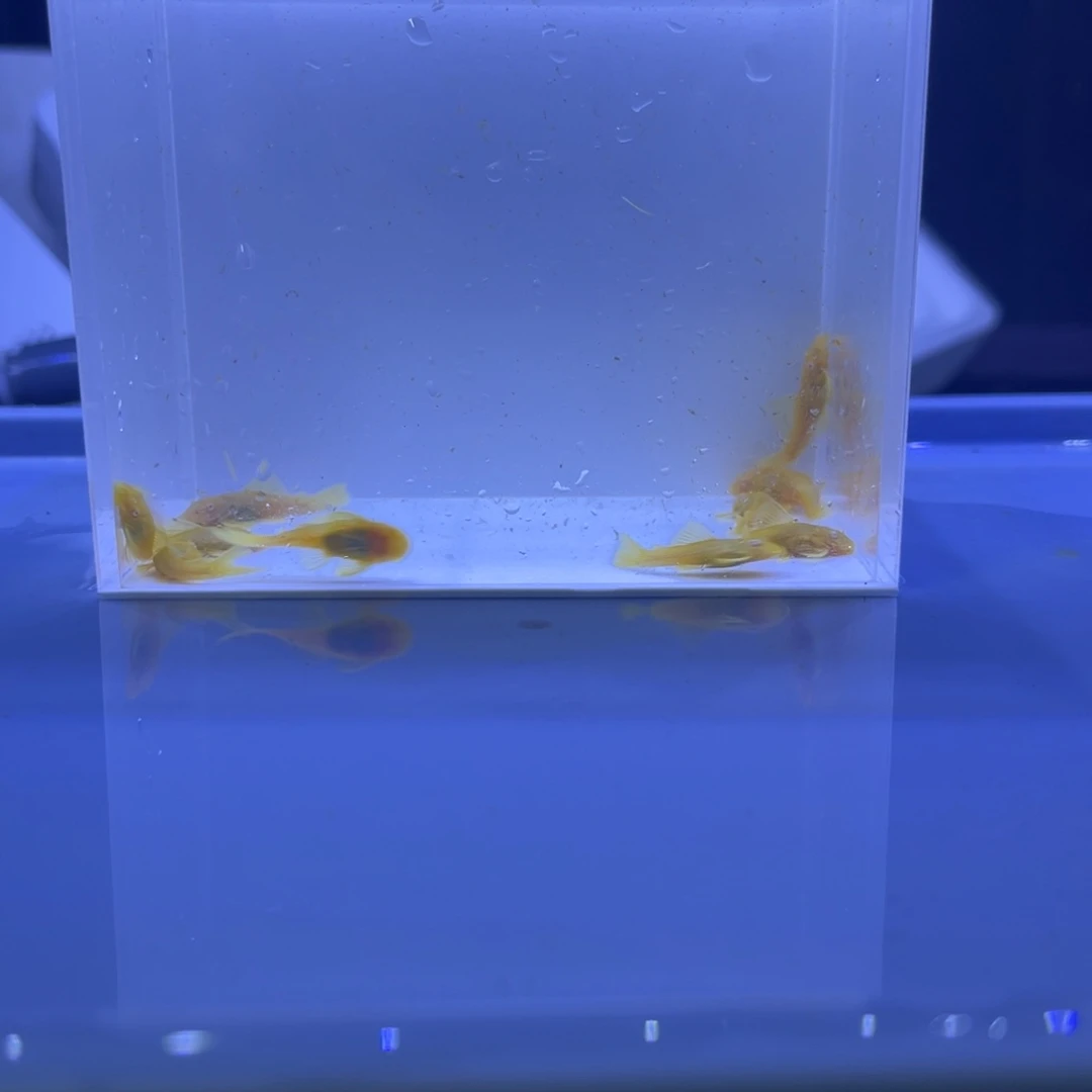 孔雀鱼胡子十条开箱视频报损