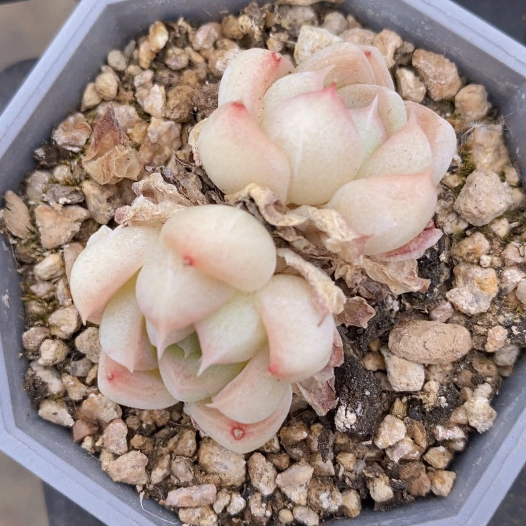 一物一拍精品多肉_