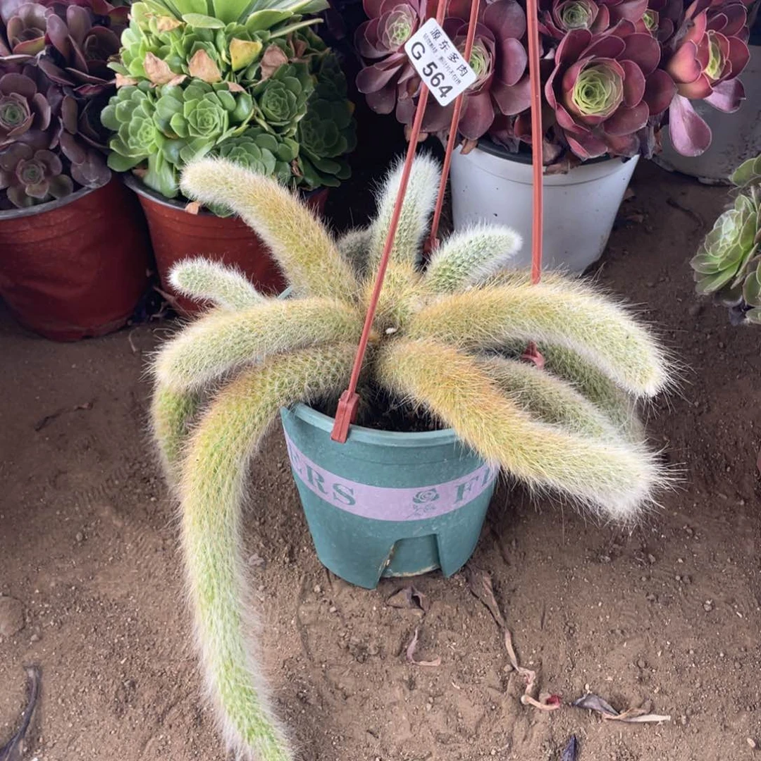 564九尾多肉法师断枝不包