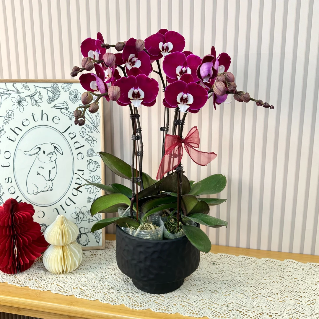 【米歇尔】稀有大花 丝绒质感蝴蝶兰 源头基地直发 年宵花好物