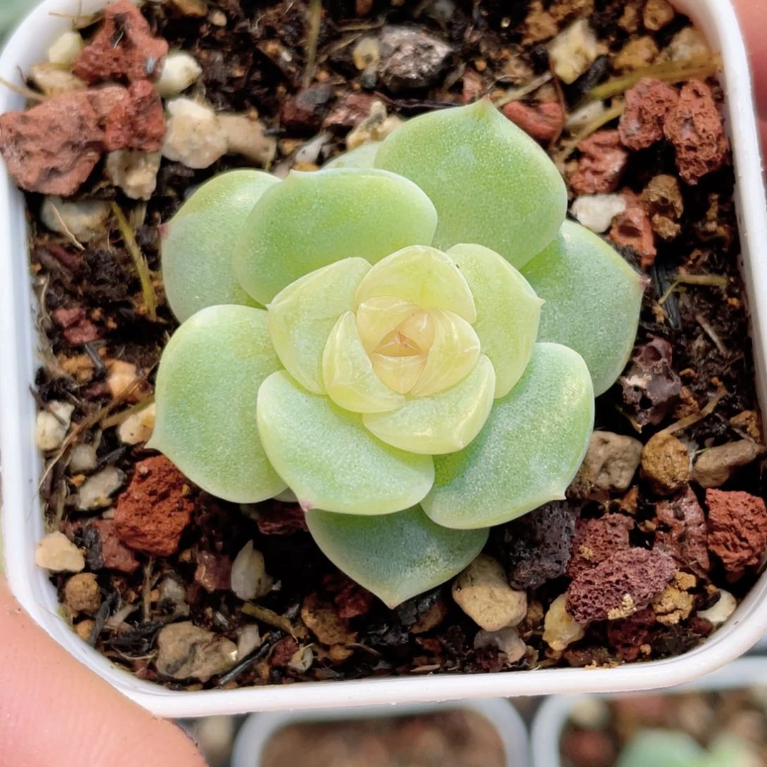 小*o875号糖心冰心珍妮 画卷