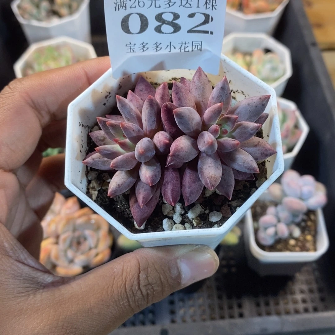 双头车厘子一物一拍满18包邮 满26送一颗多肉