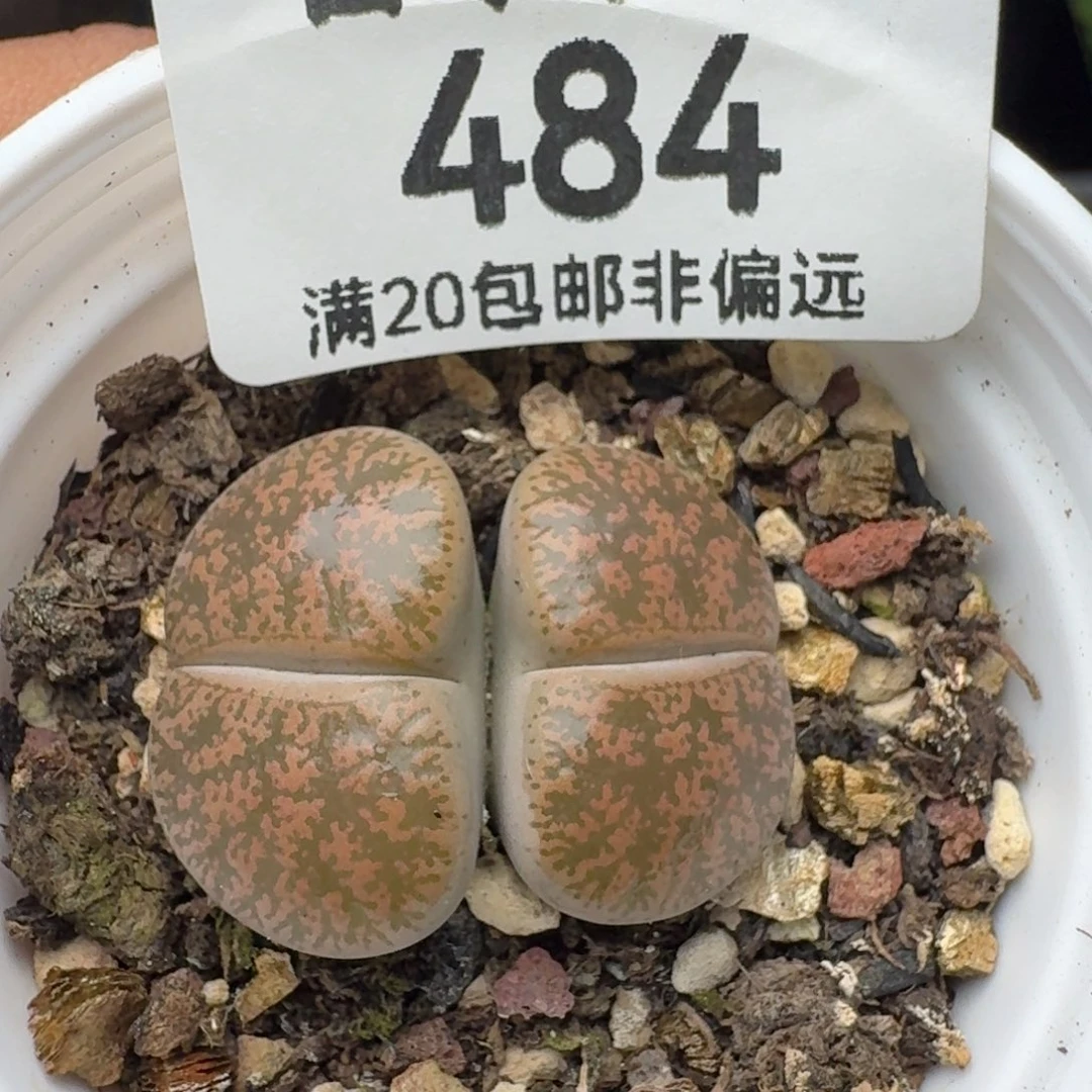 带盆土