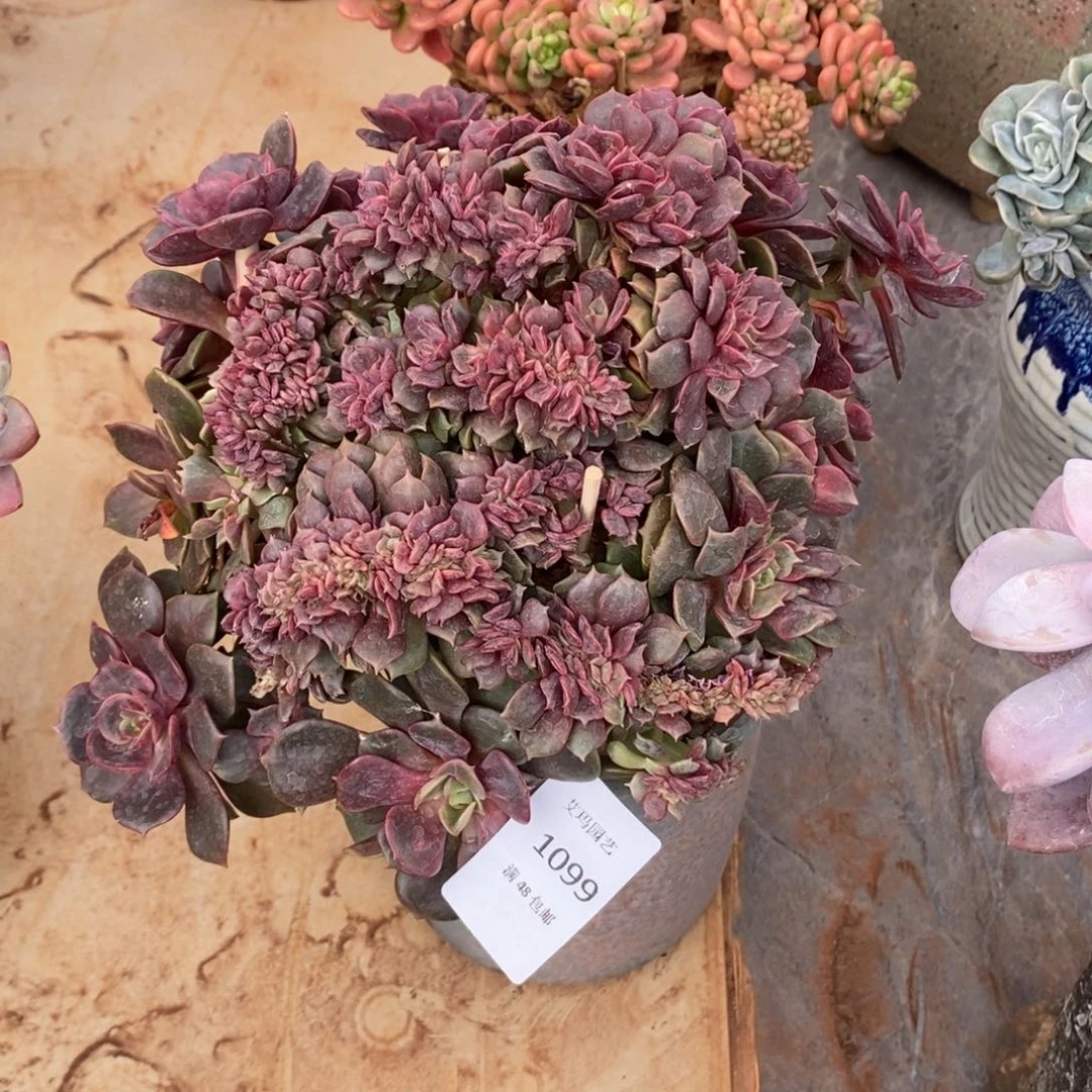 大红袍缀化多人缀化099