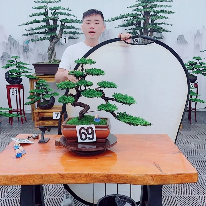 无花朵 松柏盆景，一物一拍