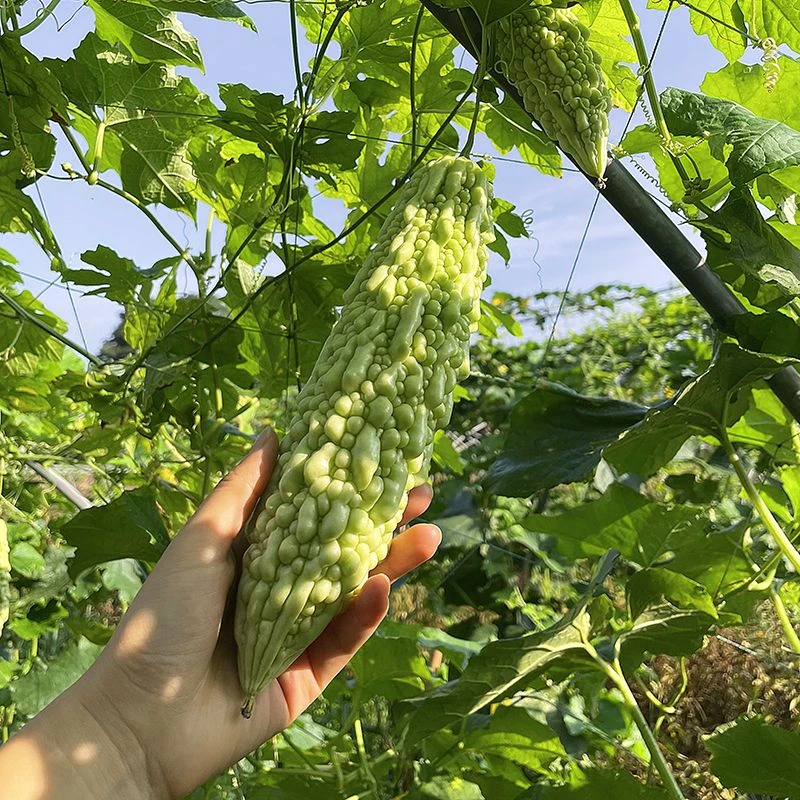 【助农直播--新鲜苦瓜】农户种植新鲜白苦瓜现摘现发当季农家蔬菜