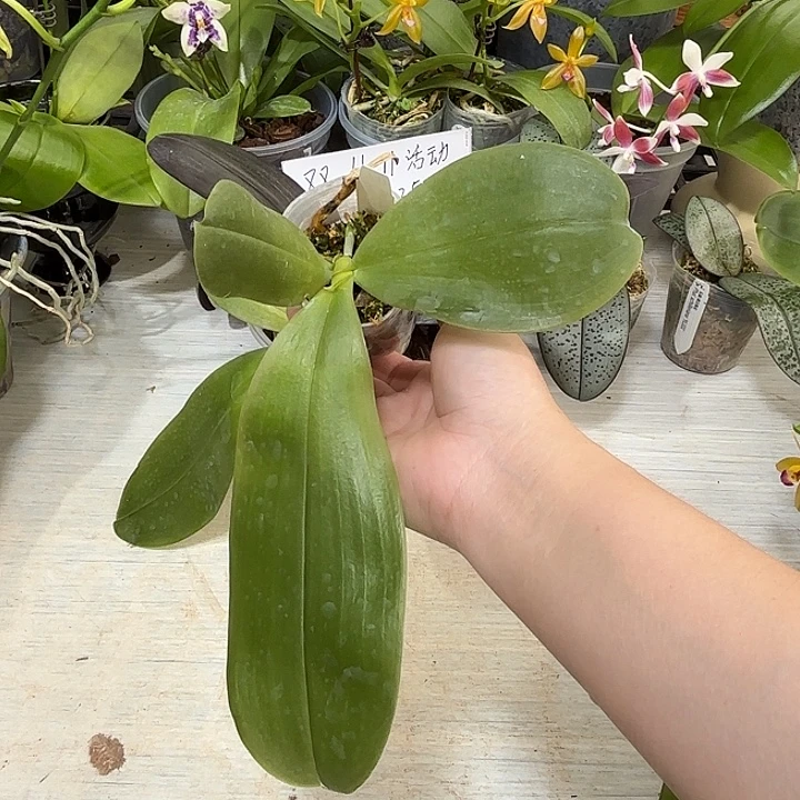 C***c当前无花栽培后可以开花黑鹰a