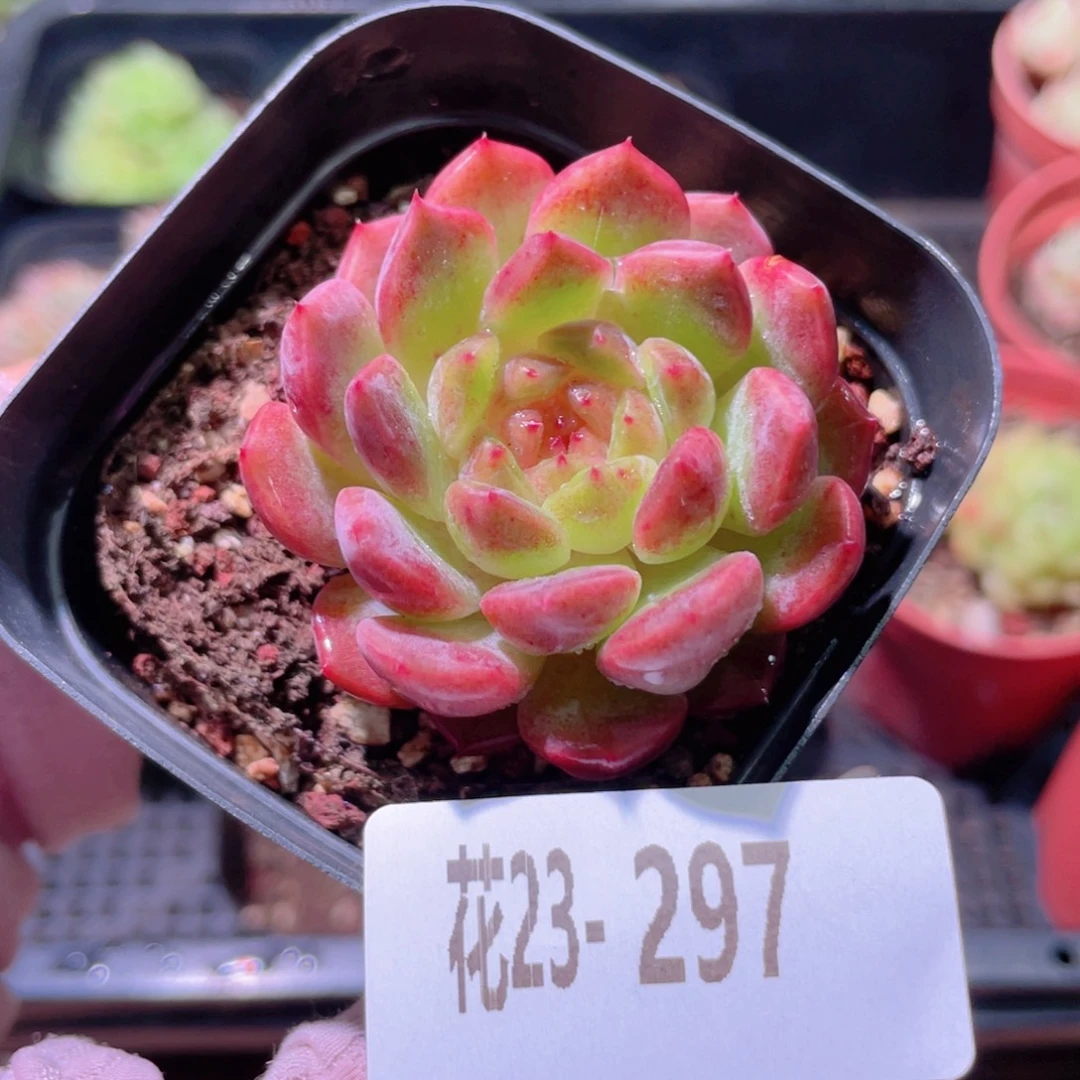 花利美23-297灵翠