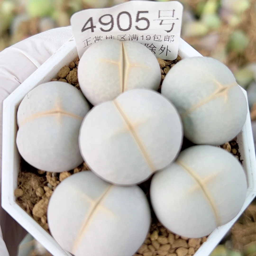 4905 好养易活生石花大母本