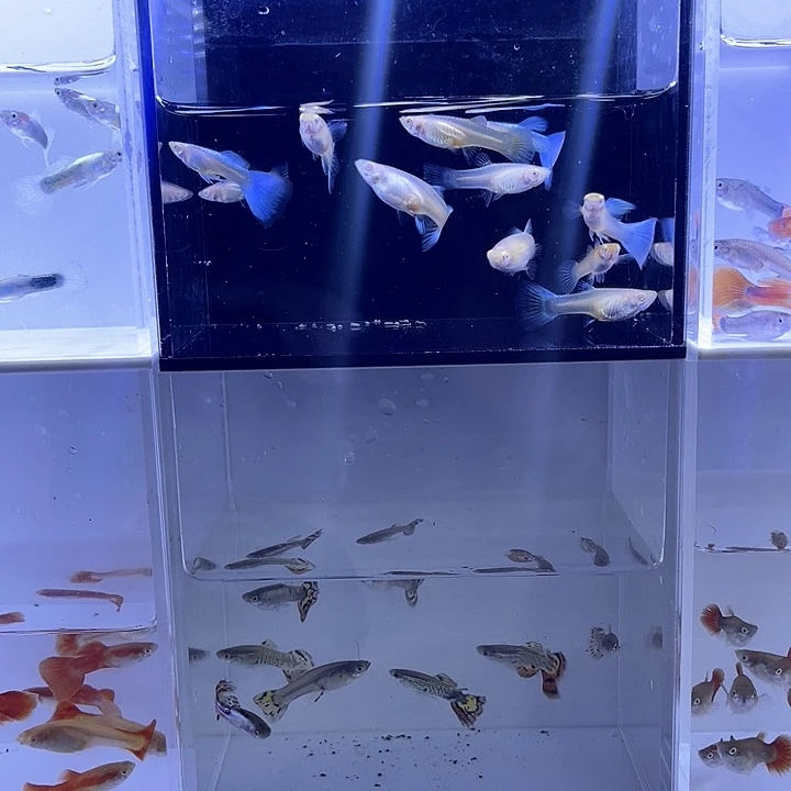 孔雀鱼全家福组合开箱视频报损