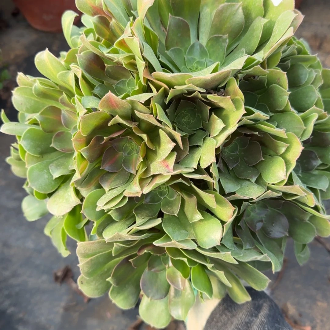 粉女巫中斑596满20包邮断枝不包