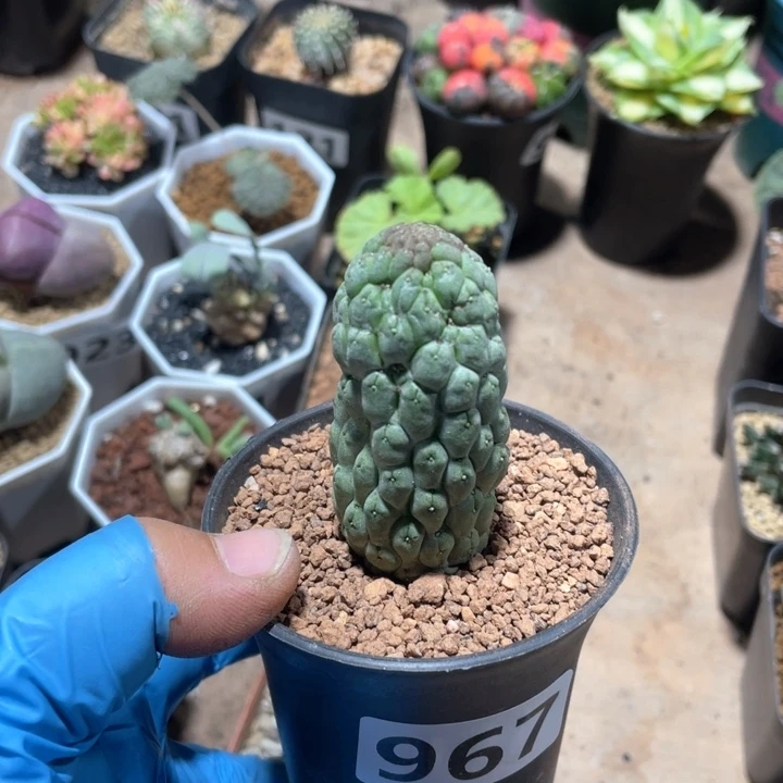 消**梦967佛头玉仙人球