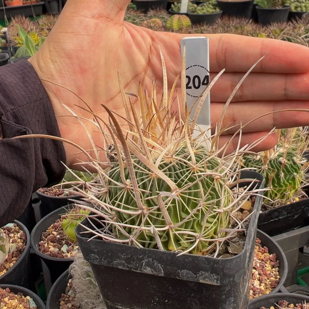 204实生根外翻喷刺多棱玉多肉植物带盆土