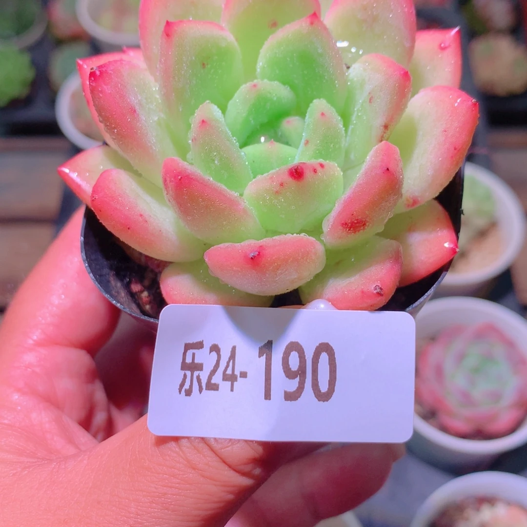 乐然24-190  新品