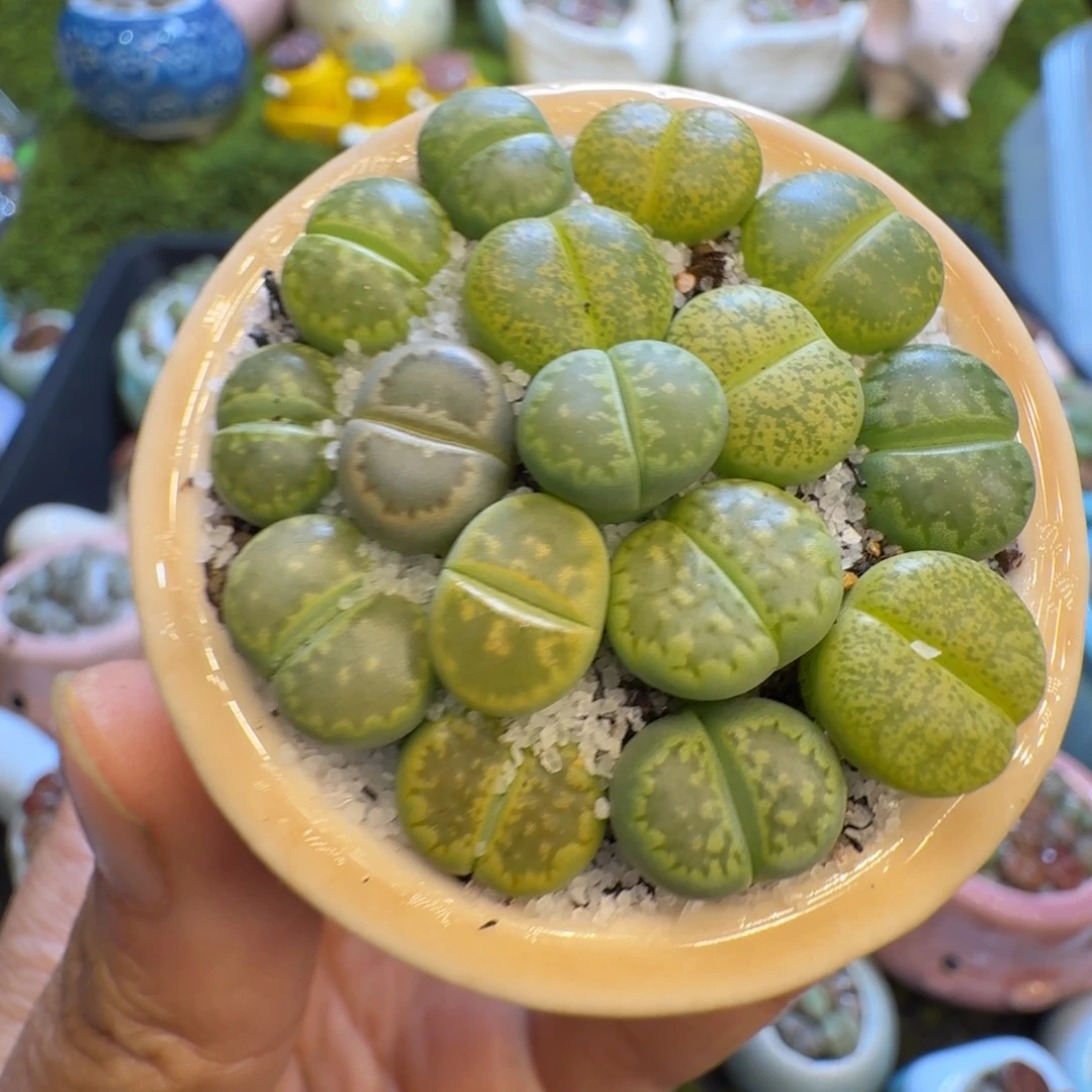 多肉植物福利冲657