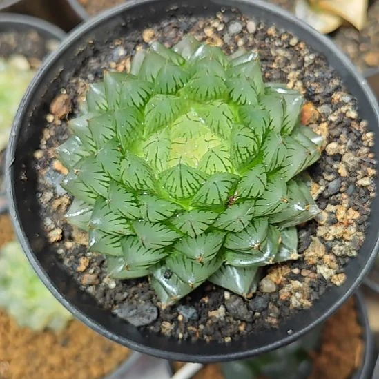 翠云变异一颗多肉植物