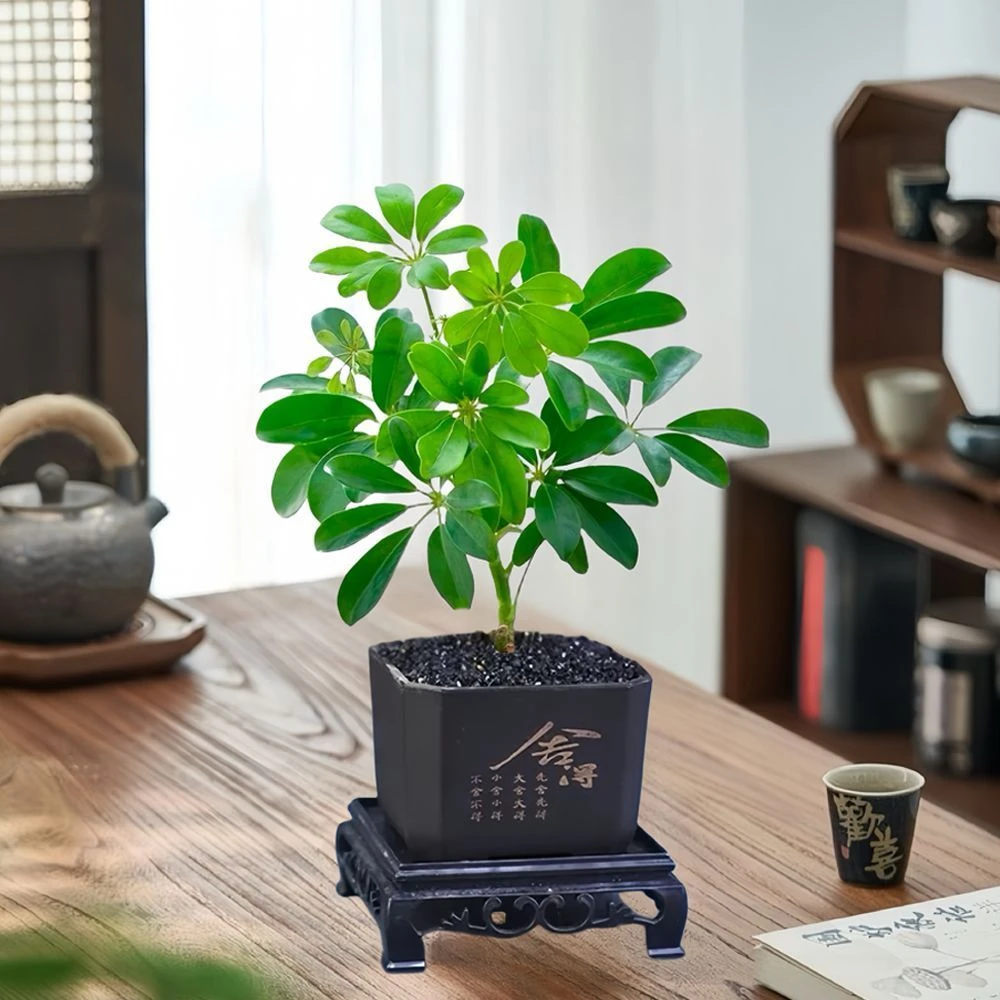 福利品八方来财绿植盆栽室内好养鸭脚木吸甲醛七叶莲旺财好运植物