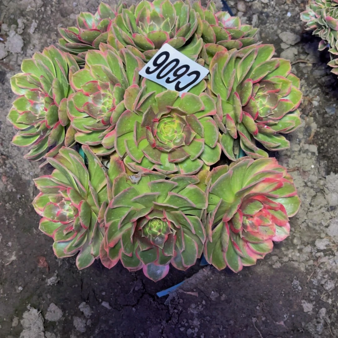 粉花妖16///15包邮