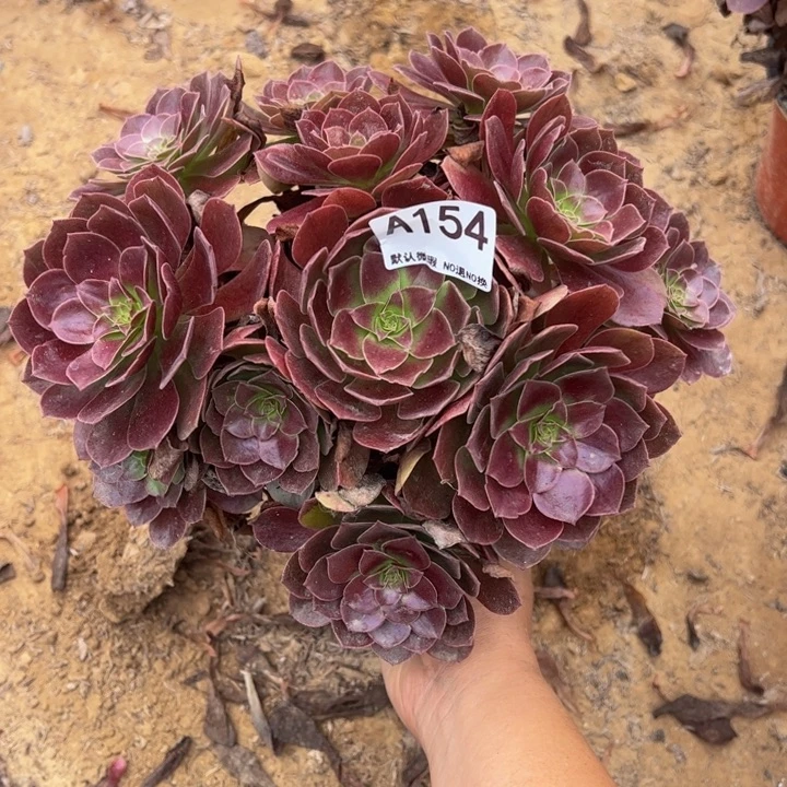 黑魔多肉植物154.