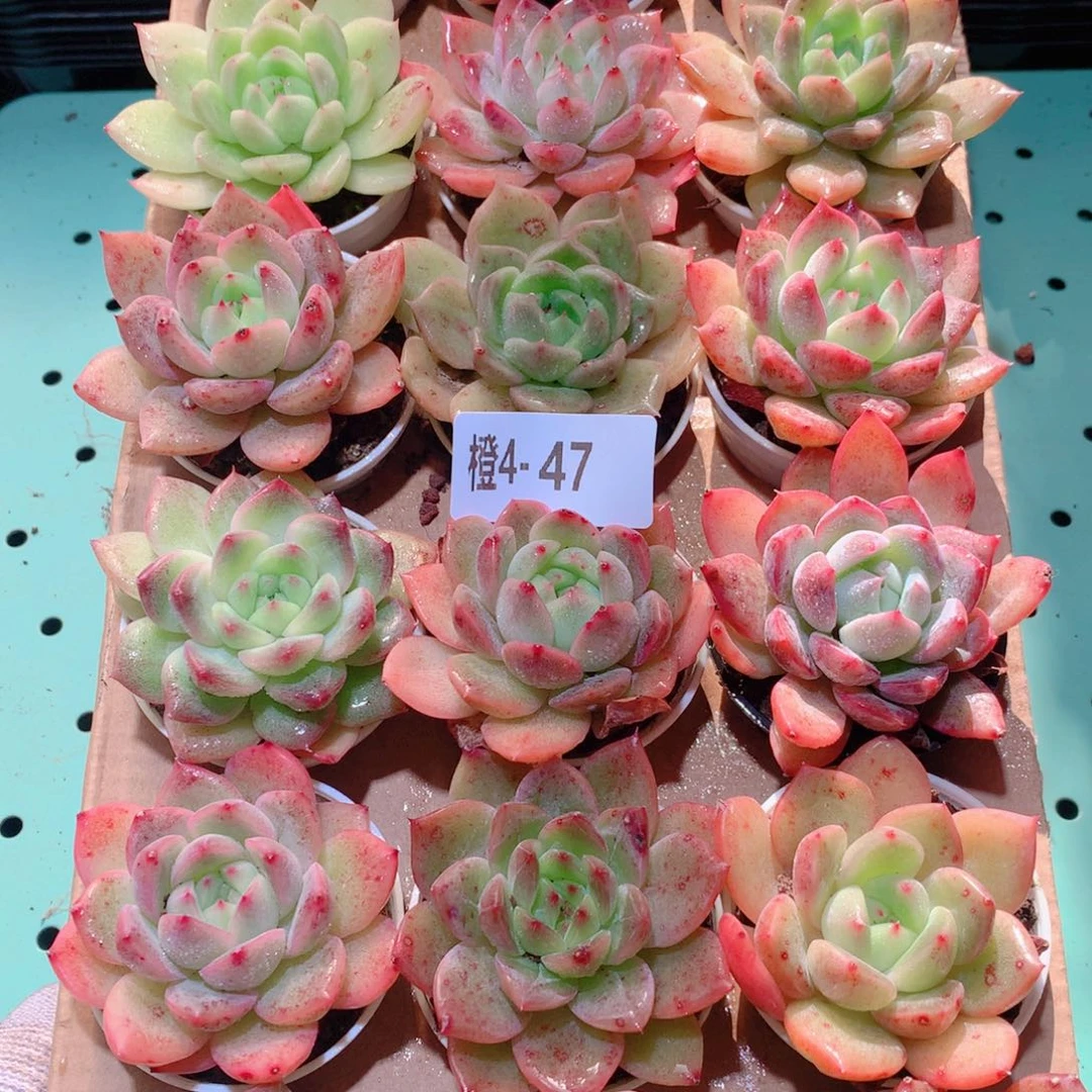 4-47一物一拍多肉带盆18颗