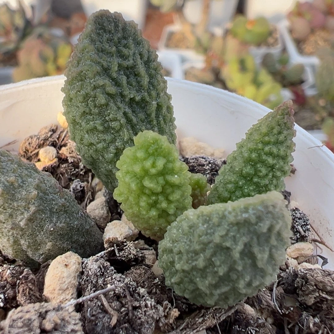 绿色系核桃纹实生新品