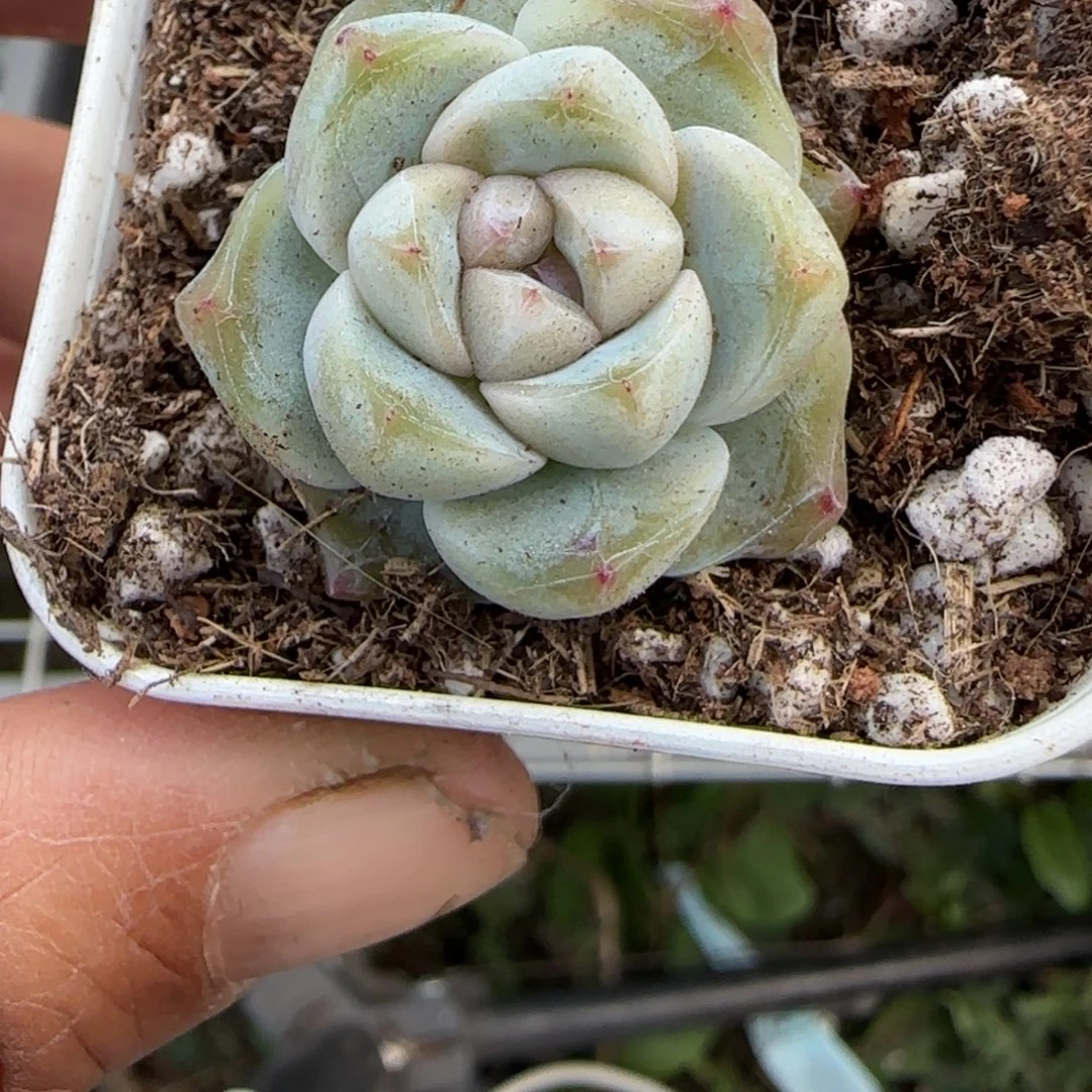 多肉小卡拉米糖心一物一拍