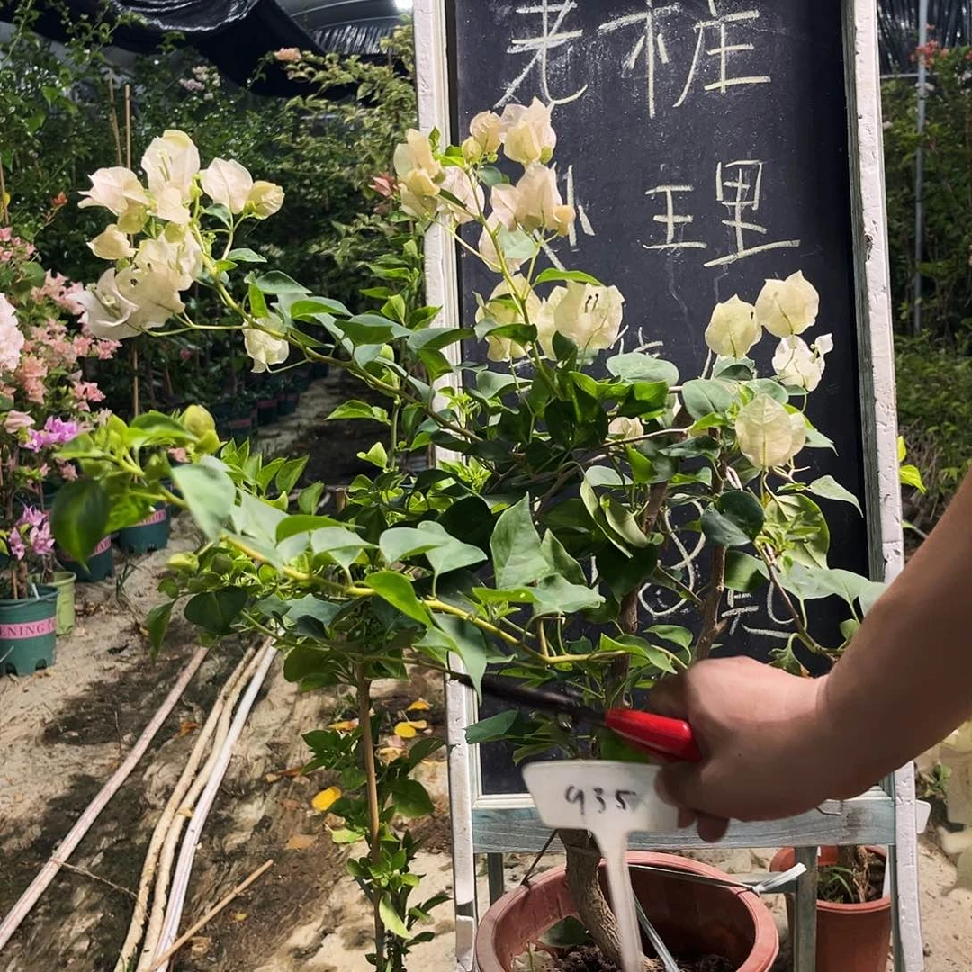 完全开放三角梅三角梅935