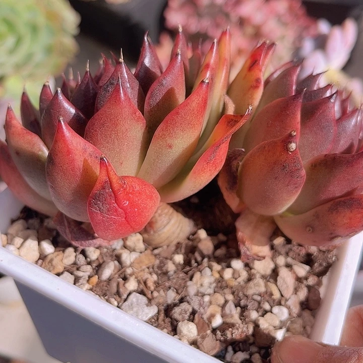 东云杂27184多肉植物