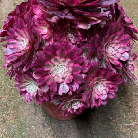 雅*多肉植物红白锦。