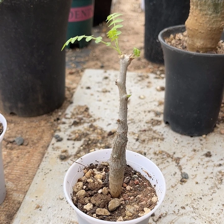 无花朵实生尼嘞达乳香一物一拍