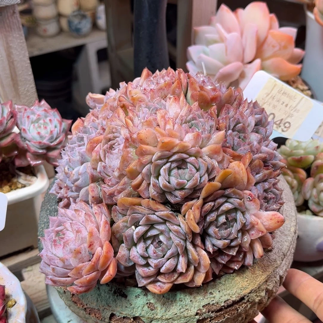 波塞冬duinvtayejinpinji