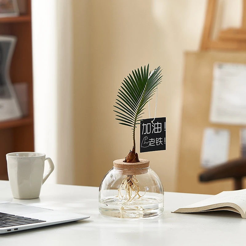 【加油！老铁！】水培植物小铁树室内盆栽苏铁室内办公室净化空气植物