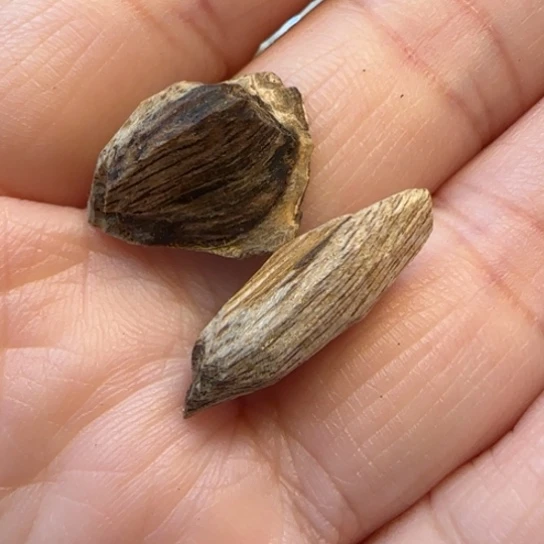 摆件沉香惠东虎斑棋0.7克