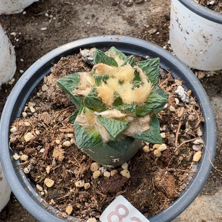 无花朵820龙角牡丹仙人球