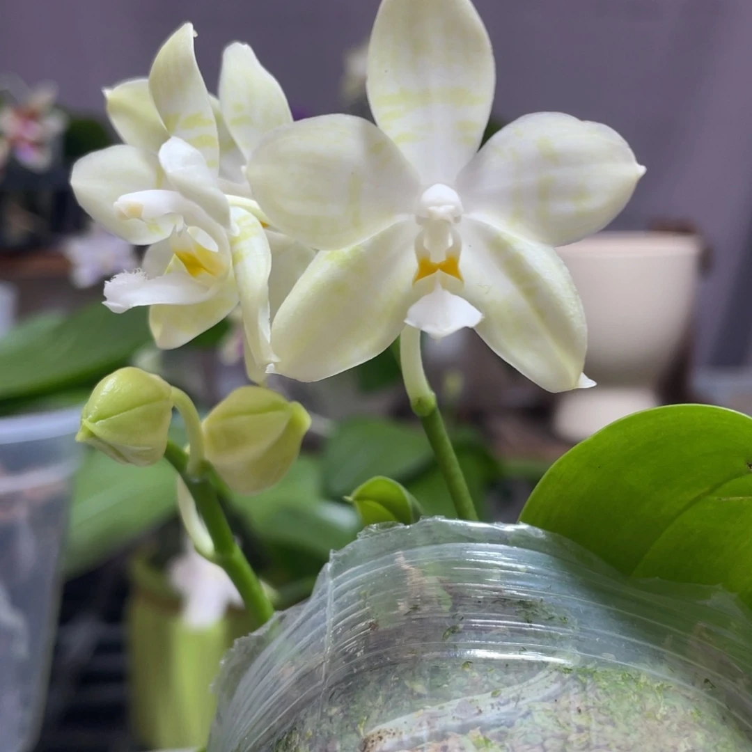 完全开放15叶瑕花期不保