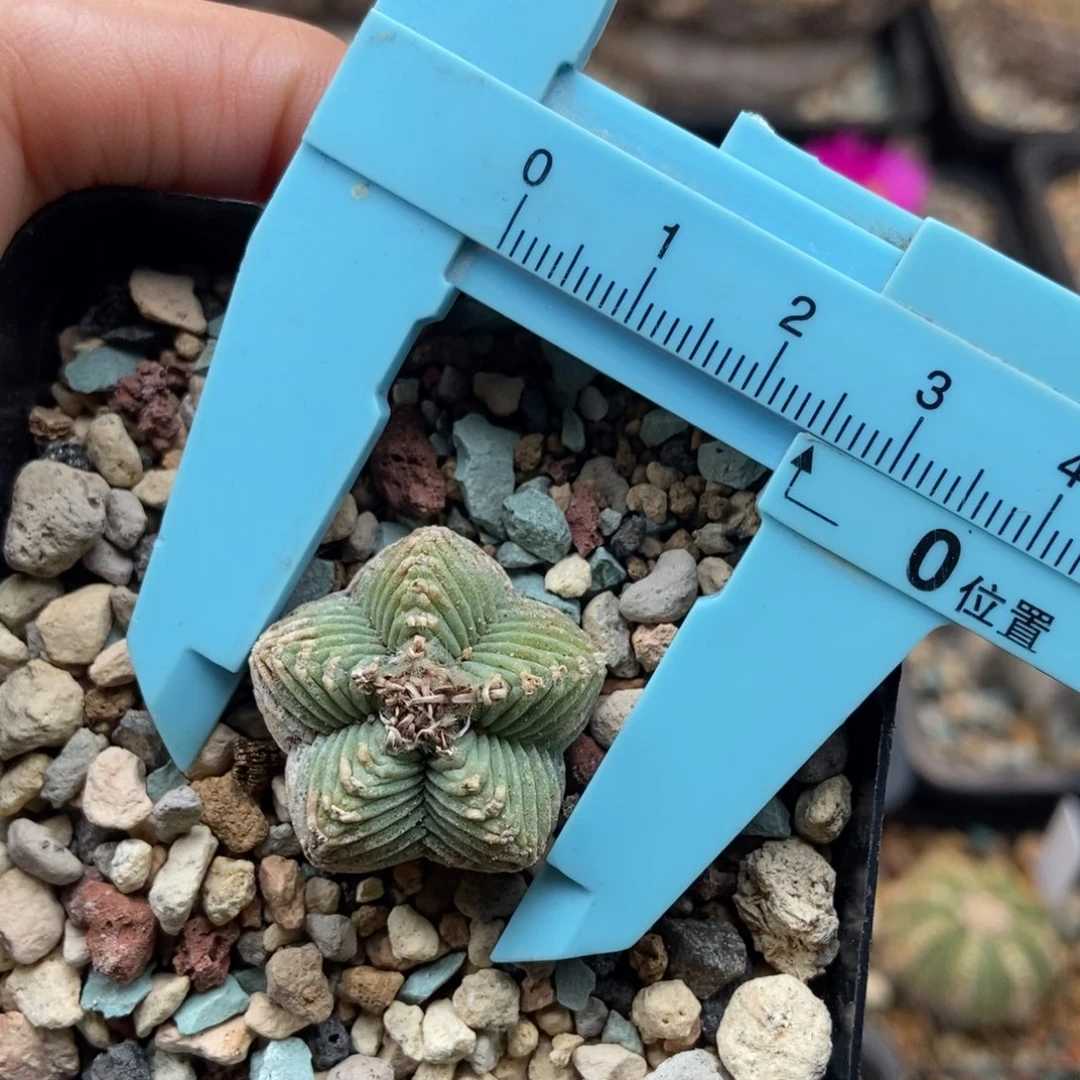 五星红龙养定带盆发包邮顺丰