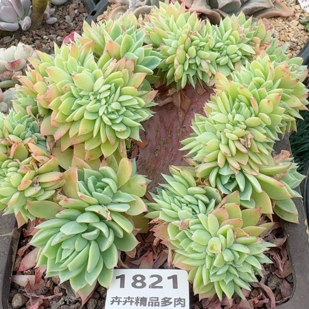 1821一物一拍（满28包邮