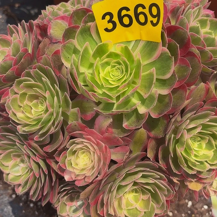 多肉植物孔雀翎花3669