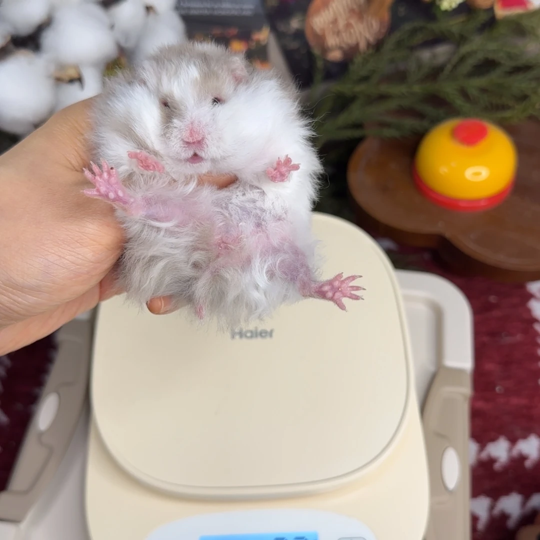 眼线鸽灰卷毛妹妹11.20